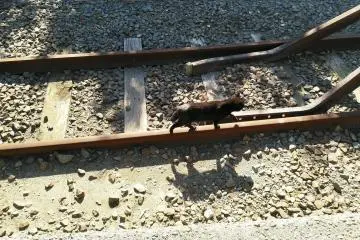The station cat