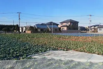 We can see many cabbage fields on the way