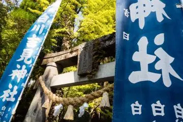 A ginko tree next to the torii has added some color too