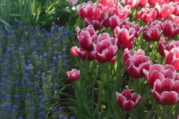 Arrangements are aesthetially pleasing