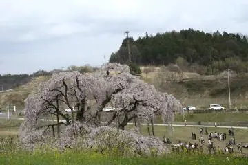 The Great ‘Waterfall’ Cherry Trees