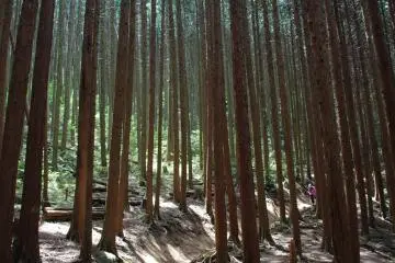Hiking trail
