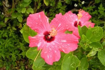 Tropical flowers can be found throughout the island
