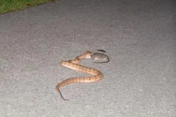 There's something else you might find and you should be aware of, a venemous snake called 'habu' in Japanese. Just be careful where you go; 'habu' like to hide in high grass, woodpiles and under rocks.