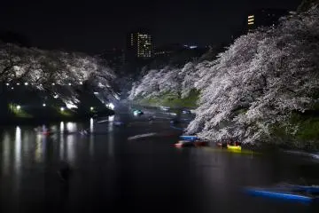 Only two weeks for this every year but the Chidorigafuchi moat at the Imperial Palace will give you amazing photo opportunities