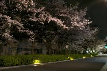 Some of the most beautiful cherry trees in Kyoto