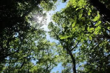 But the forest itself is beautiful