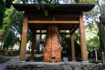 This is the preserved trunk of the huge Teno O-sugi, an ancient cryptomeria tree