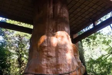 It must have been even more impressive when it was alive