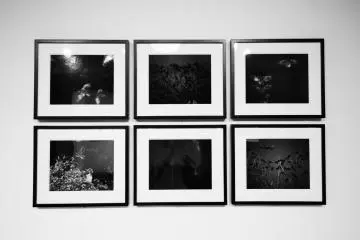 Masahisa Fukase's rare colour prints of his 'Ravens' series