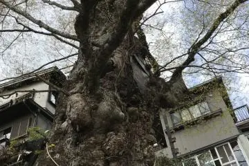 Sacred tree