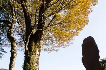 Golden autumn leaves add to the picture