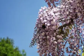 In spring, the wisteria are pretty. The bowers positively hum with insects