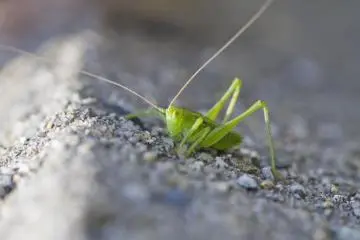 <p>ฉันพบเพื่อนตัวน้อย - ตั๊กแตนในภาษาญี่ปุ่น คือ batta</p>