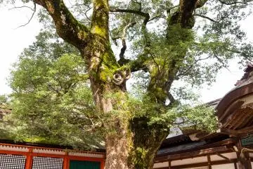 Sacred tree nearby