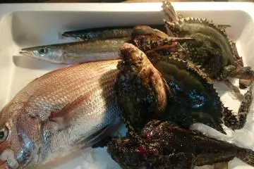 Local catch in Beppu, including the devilstinger. (Never handle one of these; the spines are extremely poisonous.)