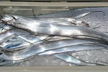 Fresh-caught scabbardfish. With fish, freshness is everything!