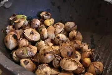 Roasted ginko, a delectable appetizer!