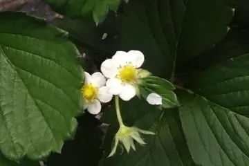 Strawberries have white blossoms and red fruit