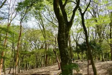 <p>Walking trail around the museum</p>