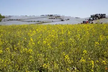 Rapeseed flowers at Hitachi Seaside Park provide a brilliant contrast to the nemophila