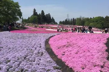 A swathe of pink and purple Shibazakura will greet you in Chichibu