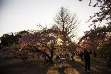 Plum blossoms bloom early in February, to herald the start of spring