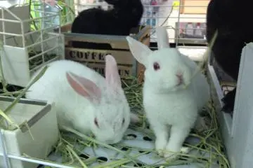 Residents of Usagi Cafe (Photo: PPF)