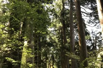 Cedar Avenue