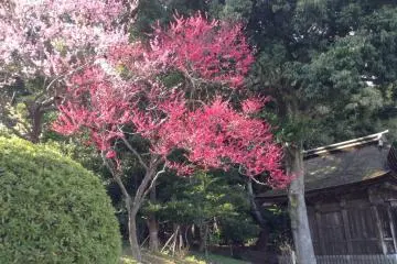 A special variety of cherry blossom can be found blooming during the spring time, but just for two weeks.