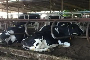 The holstein cows.