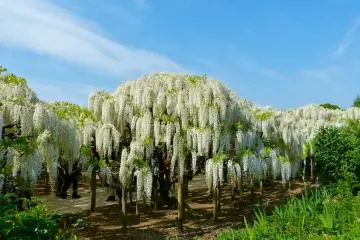 <p>Glicinas blancas bajo un cielo azul</p>