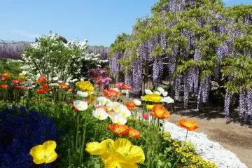 <p>Glicinas y amapolas</p>