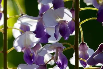 <p>Las frescas flores p&uacute;rpuras</p>