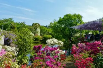 <p>La belleza de las azaleas y de las glicinas se complementan entre s&iacute;</p>