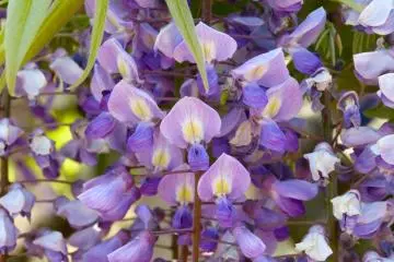 <p>&iexcl;Lindas florecitas!</p>