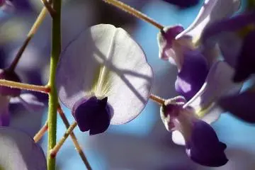 <p>Un acercamiento a las flores</p>