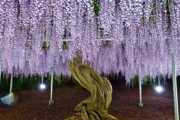 Parque Ashikaga en mayo - parte 2
