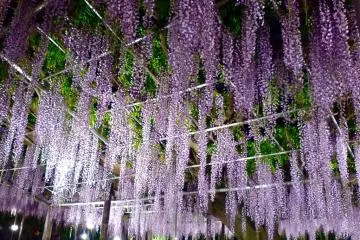 <p>Un &aacute;rbol de glicina Oh-nagafuji de noche</p>