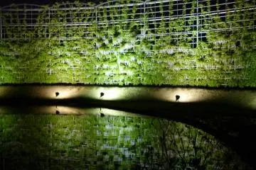 <p>Glicinas blancas sobre estructuras enormes reflejadas en el agua</p>