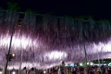 <p>La gente que viene de d&iacute;a a&uacute;n disfruta de las flores por la noche</p>