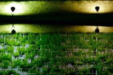 <p>Parece una pintura abstracta</p>