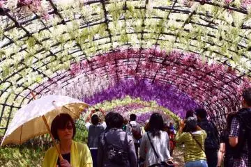 Wisteria at Kawachi Fujien
