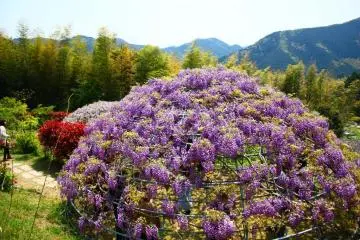 There's more than just tunnels here - you can also step inside a wisteria dome!