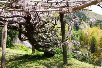 The garden opened in 1977. and the impressive width of this trunk shows just how long it has taken to get the wisteria so well-established.