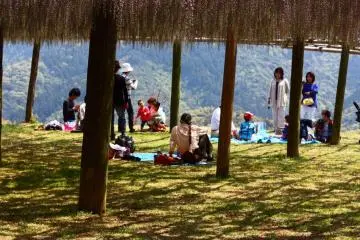 Families and friends enjoy a relaxing picnic beneath the flowers - the perfect way to spend the day!