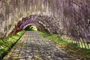 Empty of crowds for a rare moment, this tunnel is truly peaceful.