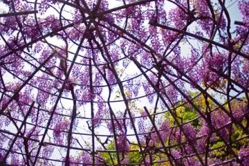 The view from inside the dome.