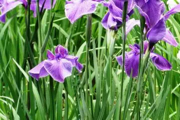 An iris close-up