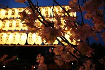 Paper lanterns light up Asakusa's night sky